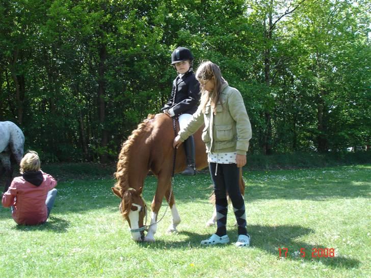 Welsh Mountain (sec A) Arto Déto (R.I.P) :( - Der er selvfølgelig også tid til hygge:-) billede 3
