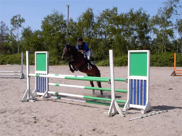 New Forest Bæklunds Mango - Højdespringning på HUR - højde 1 meter billede 8
