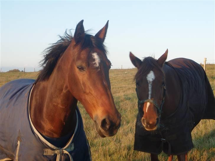 Hollandsk Sportspony Patty  RIP - 13# Patty & Røde på mark billede 13