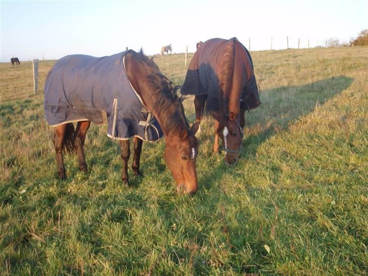 Hollandsk Sportspony Patty  RIP - 14# Patty & Røde på mark billede 14