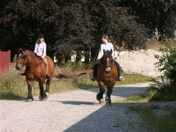 Belgier Kasper af Tveden - Hyggetur med min søster på Lynette og mig på Kasper, (Kasper til venstre) billede 2
