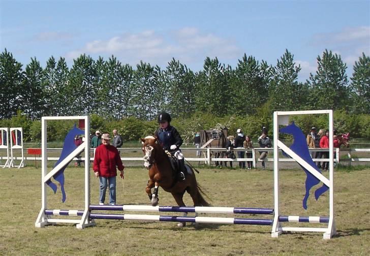 Welsh Mountain (sec A) Arto Déto (R.I.P) :( - :) billede 4