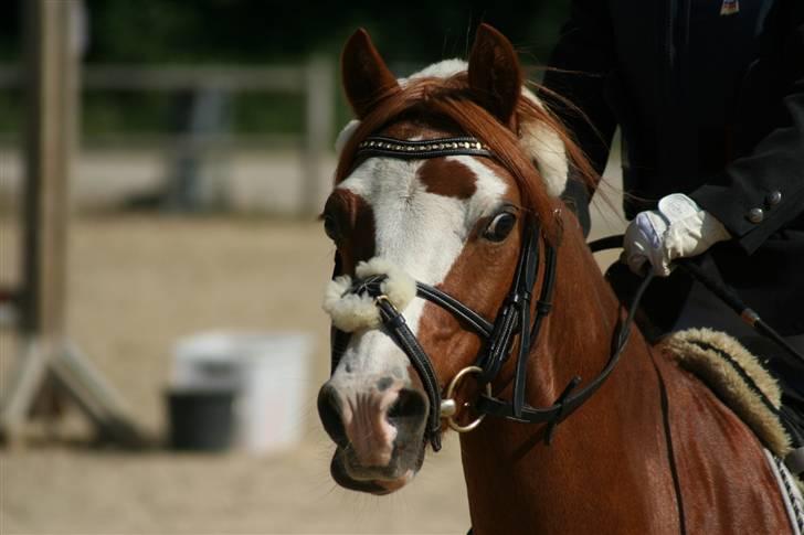 Welsh Mountain (sec A) Arto Déto (R.I.P) :( - Og så et lille portrætfoto;-) billede 8