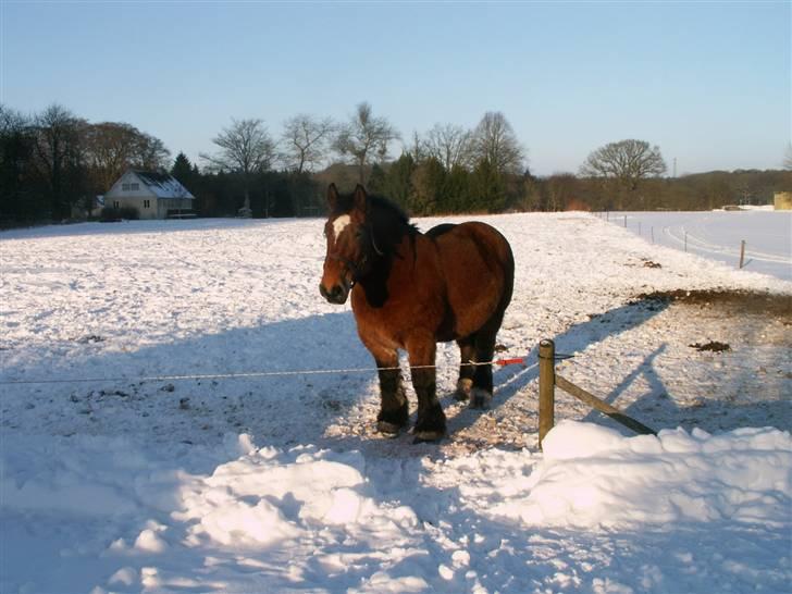 Belgier Kasper af Tveden billede 3