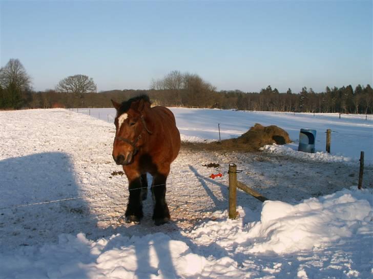 Belgier Kasper af Tveden - Han savner allerede Lynette, selv om hun ikke er længere væk end nogle meter :) <3 billede 4