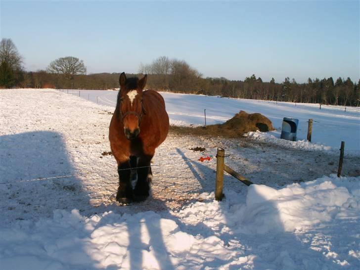 Belgier Kasper af Tveden - Står fortvivlet og ser på at vi spænder Lynette for kanen, Kært !! <3 billede 5