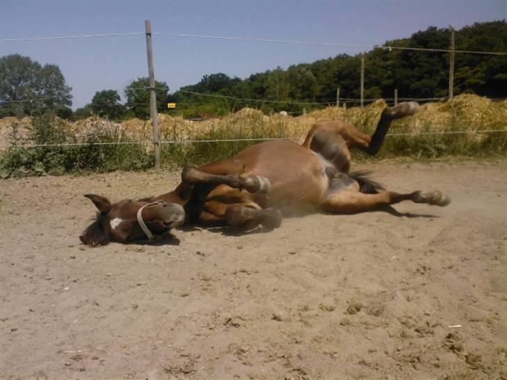 Anden særlig race Simba   SOLGT - Å hvor er her skønt. Lige lidt sol på maven.... Juni 08 billede 2