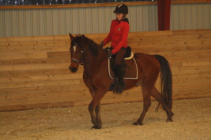 Anden særlig race Simba   SOLGT - michell rider simba... billede 3