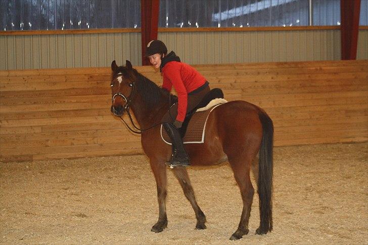 Anden særlig race Simba   SOLGT billede 4