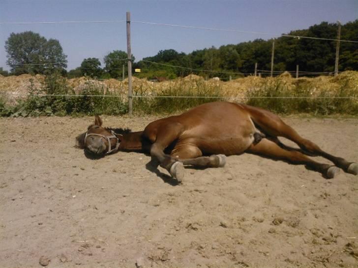 Anden særlig race Simba   SOLGT - Sover rigtig godt...    Juni 08 billede 5
