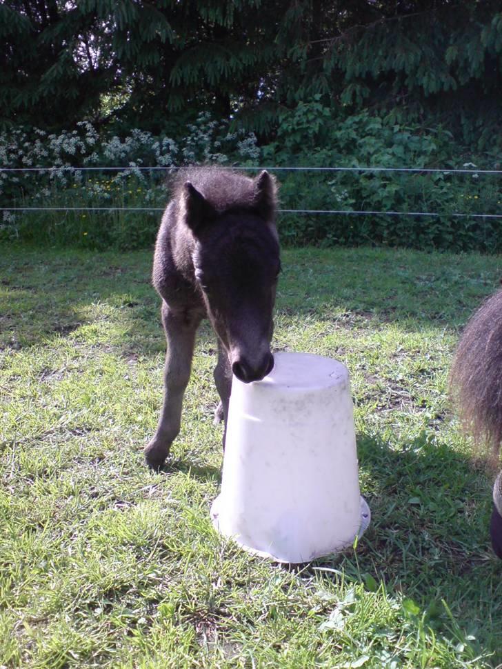 Shetlænder Birkedals Annabell - Anna 3 dage gammel=o) billede 1