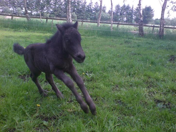 Shetlænder Birkedals Annabell - Fuld fart!!! 2 dage gammel! billede 2