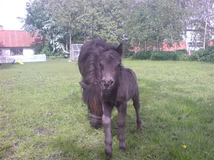 Shetlænder Birkedals Annabell billede 3