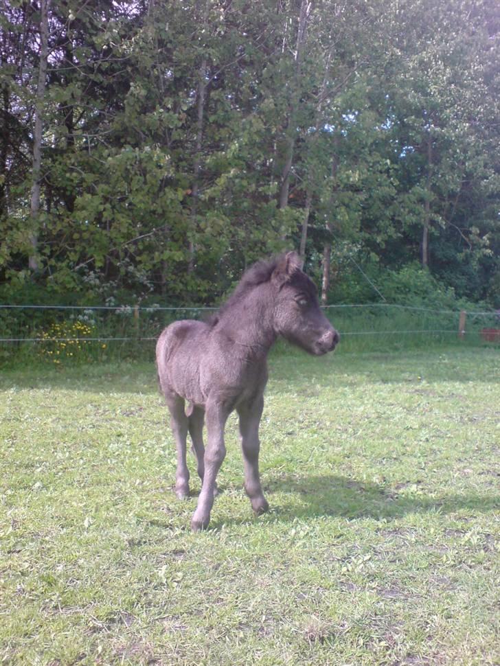 Shetlænder Birkedals Annabell billede 4