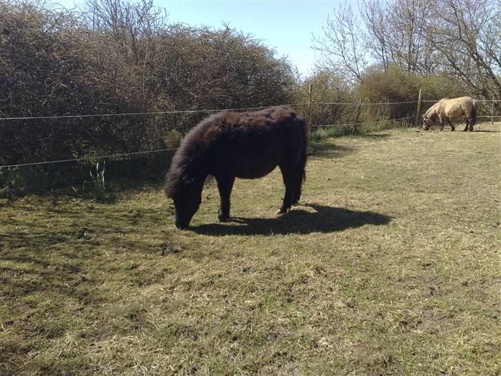 Shetlænder Birkedals Annabell - Anna marts 2008 billede 5