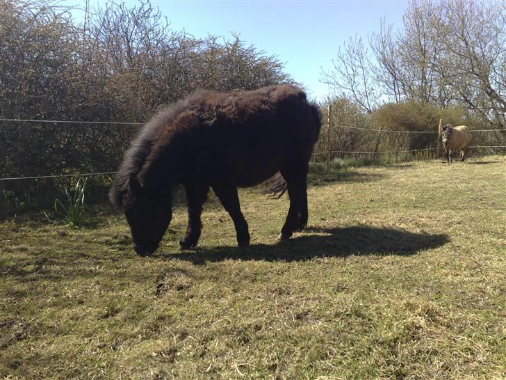 Shetlænder Birkedals Annabell billede 6