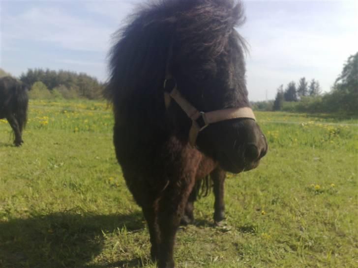 Shetlænder Birkedals Annabell - Anna april 2008 billede 7