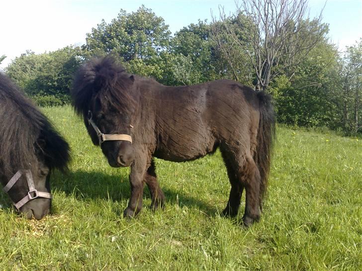 Shetlænder Birkedals Annabell - Anna maj 2008 billede 8