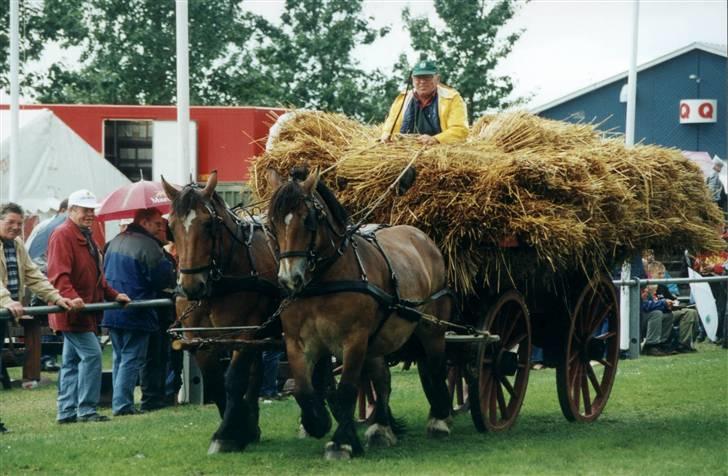 Belgier Kasper af Tveden - Kører halm ind i regnvejr, ikke så smart :P <3 billede 6