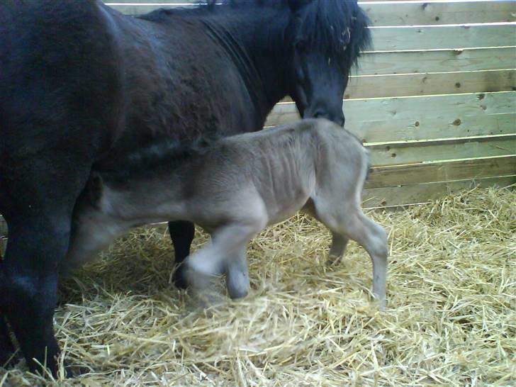 Shetlænder Black Morgan *solgt* billede 3