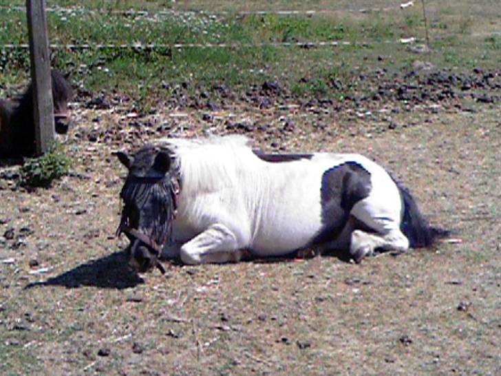 Shetlænder Helle (død d.18 juni2008) - træt lille pony (sommer 2006) billede 11