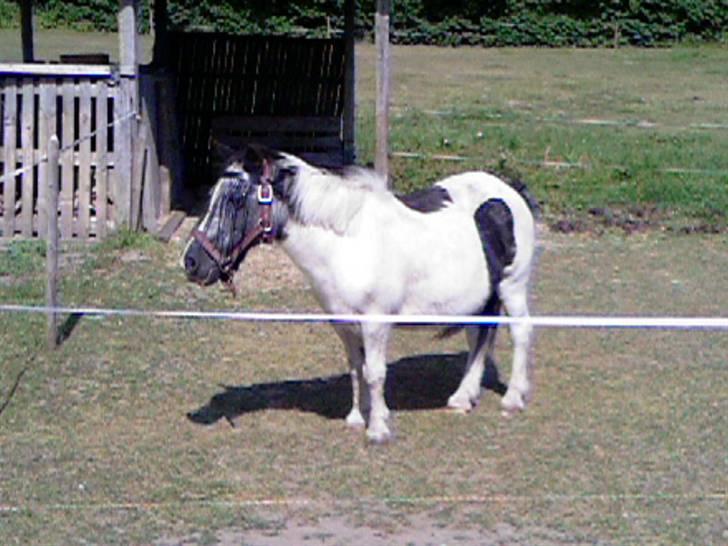 Shetlænder Helle (død d.18 juni2008) - sommer 2006 billede 13