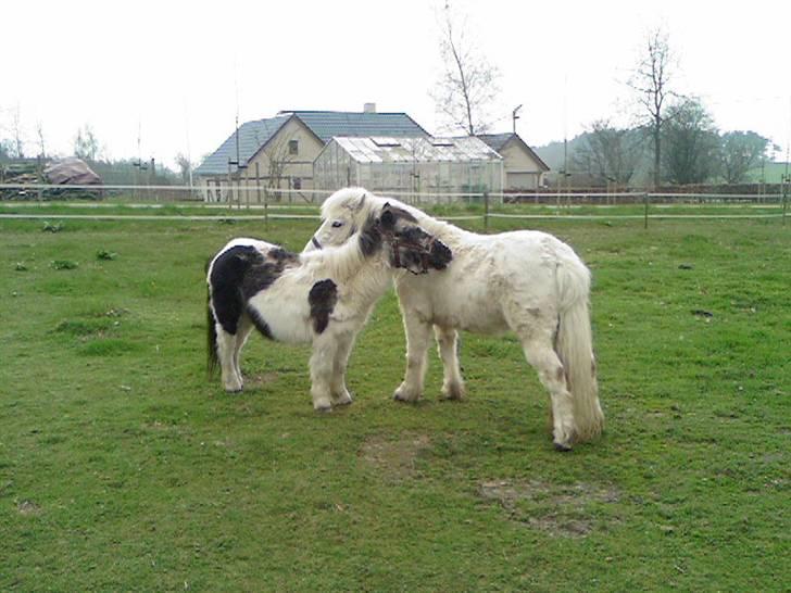 Shetlænder Helle (død d.18 juni2008) - godt med en klø-tur (sammen med Simba min gammel pony, som desværre er gået bort) billede 14