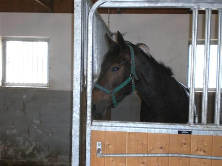 Oldenborg Gl. Hvarregårds Verona - Hos Veronas gamle ejer, da vi var oppe at hente hende. billede 1
