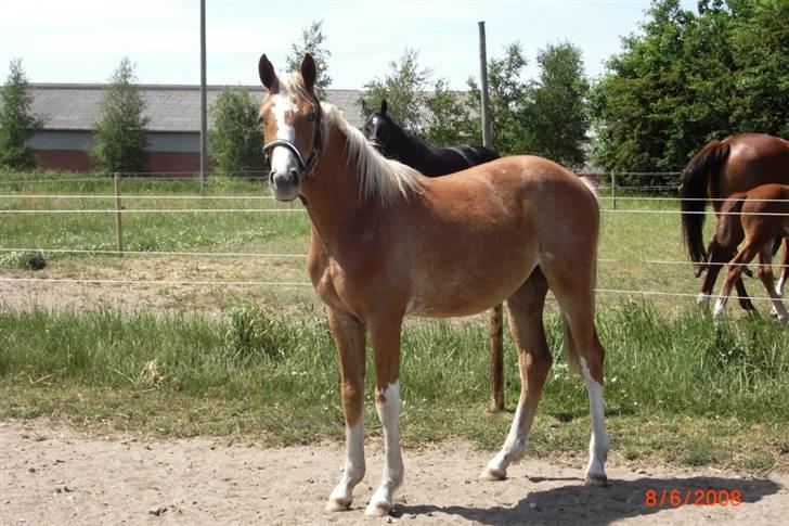 Dansk Varmblod Amaze Du Z - På sommergræs i Gundersted 2008 billede 5