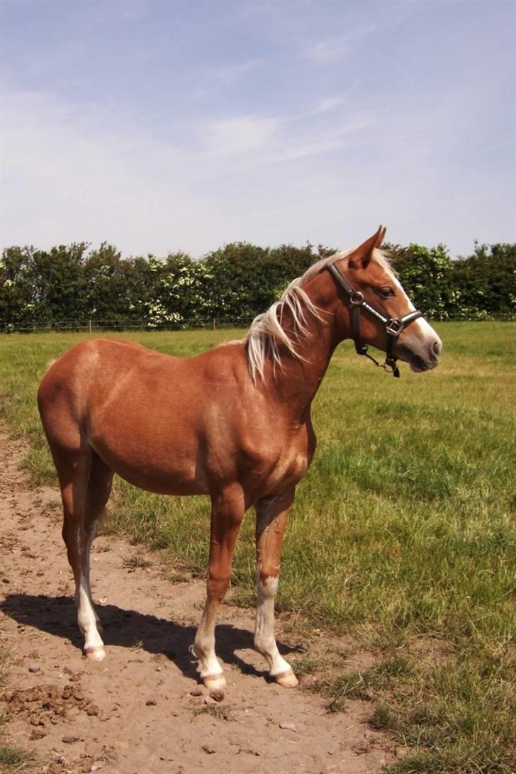 Dansk Varmblod Amaze Du Z billede 6
