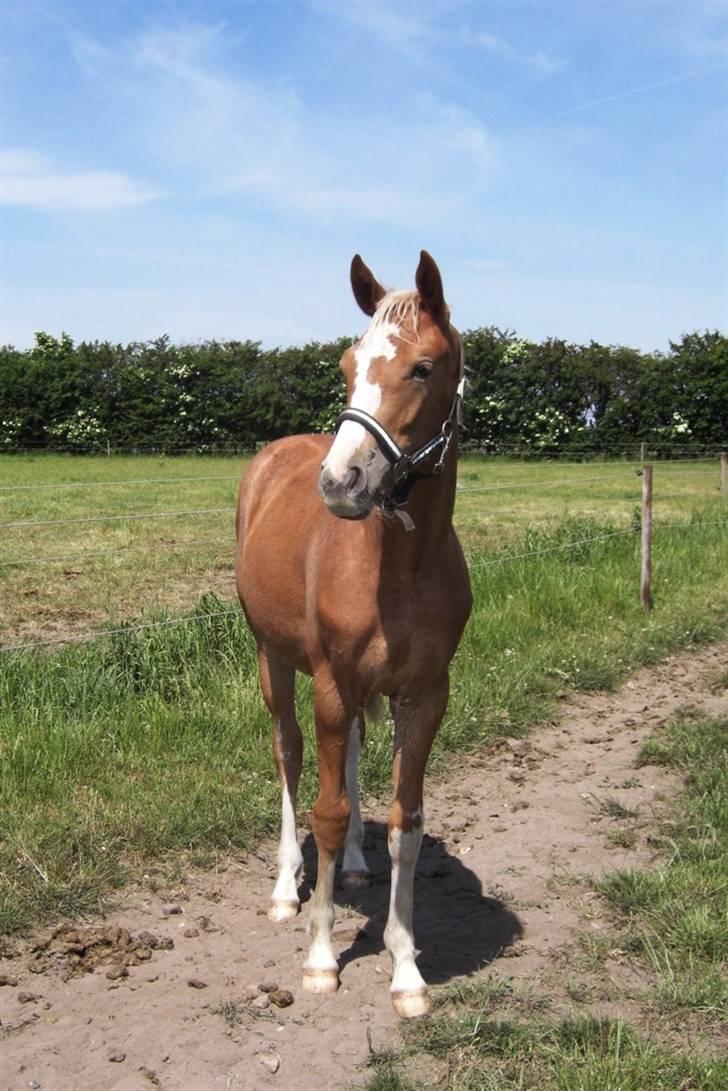 Dansk Varmblod Amaze Du Z billede 7