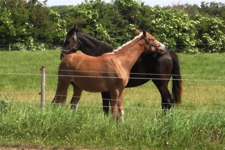 Dansk Varmblod Amaze Du Z - Rå hygge med Samira sommeren 2008. billede 8