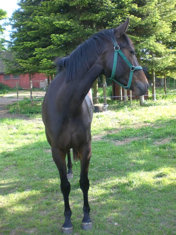 Oldenborg Gl. Hvarregårds Verona - Verona er hjemme for første gang. billede 2