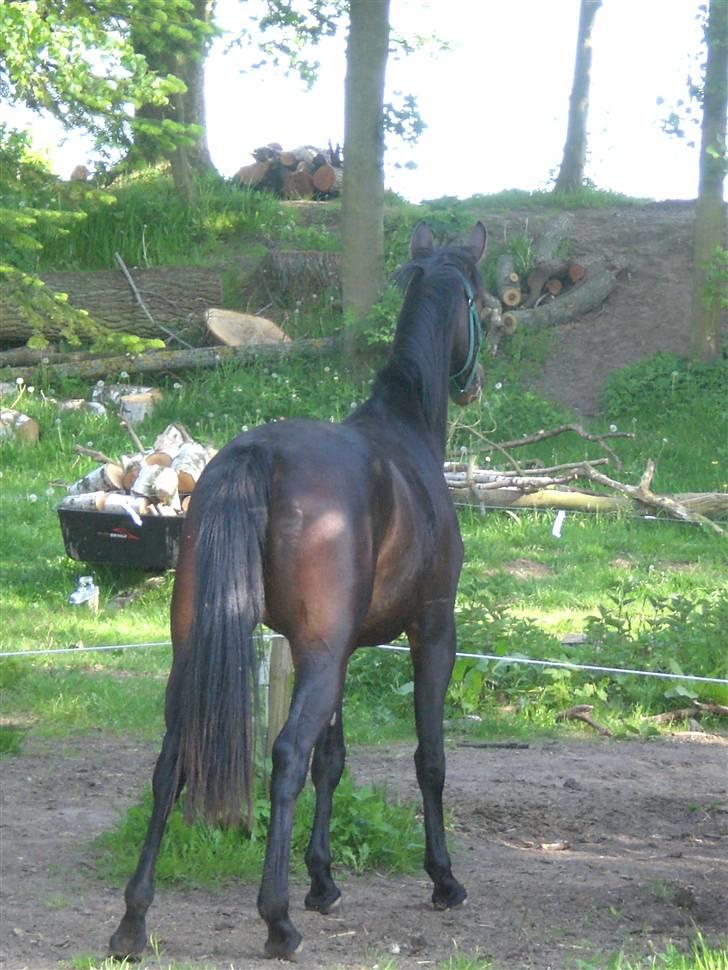 Oldenborg Gl. Hvarregårds Verona - Verona har fået øje på de andre heste. billede 3