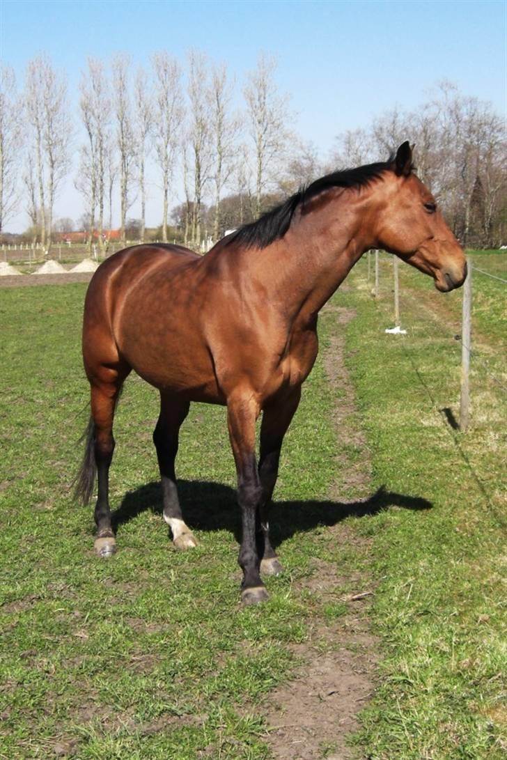 Dansk Varmblod Losell billede 9