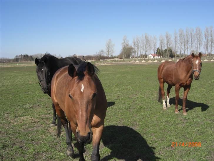 Dansk Varmblod Losell billede 10