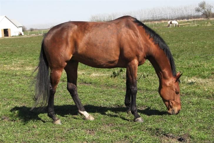 Dansk Varmblod Losell billede 11