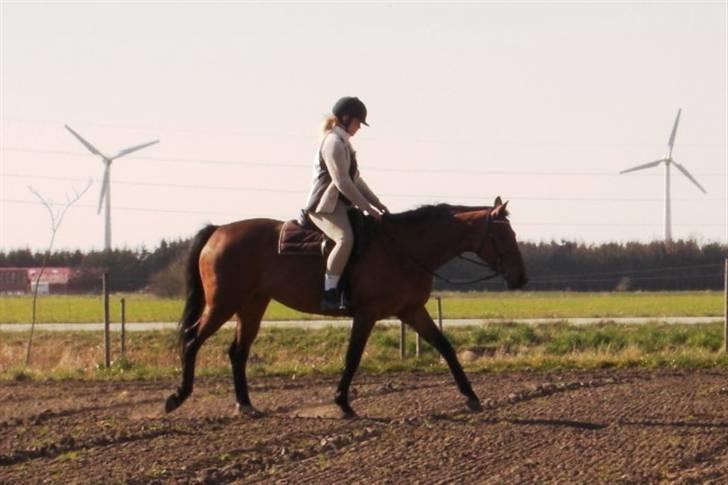 Dansk Varmblod Losell billede 12