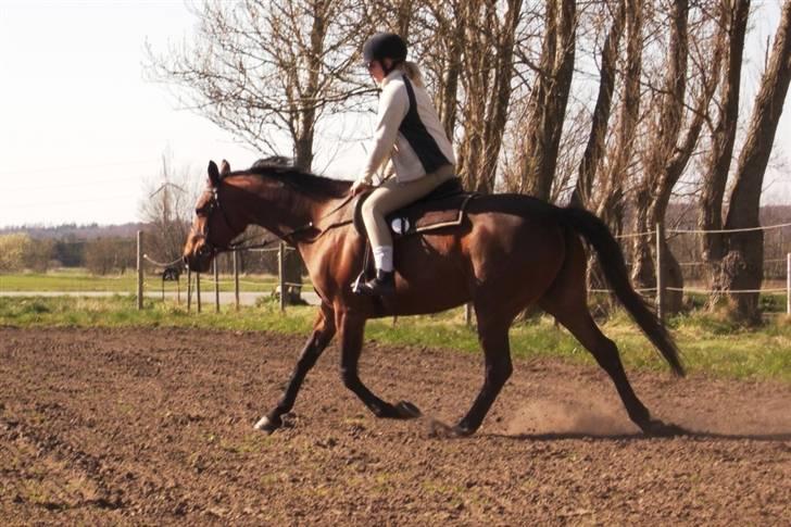 Dansk Varmblod Losell billede 13