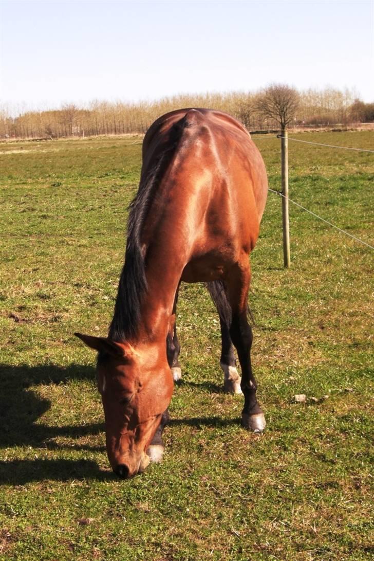 Dansk Varmblod Losell billede 14