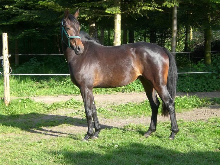 Oldenborg Gl. Hvarregårds Verona - Verona er hjemme for første gang. Hun var utrolig rolig. billede 4