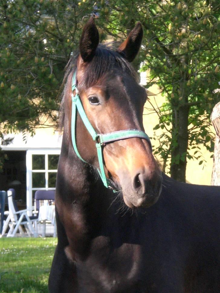 Oldenborg Gl. Hvarregårds Verona billede 5