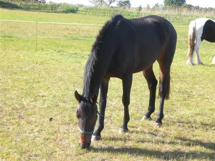 Oldenborg Gl. Hvarregårds Verona - Verona hos sine gamle ejere, da vi var oppe at se hende. billede 6