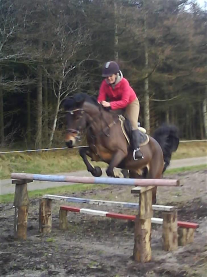 Welsh Cob (sec D)  Dancer *SOLGT* - wow! hopla(: billede 7