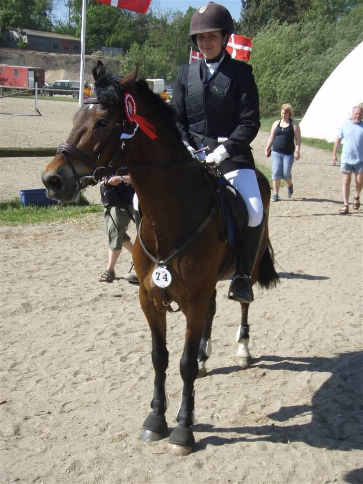 Welsh Cob (sec D)  Dancer *SOLGT* -   -førsteplads! billede 9