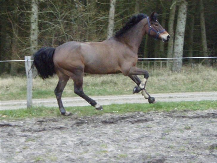 Welsh Cob (sec D)  Dancer *SOLGT* - dancer løs på ridebanen.  billede 10