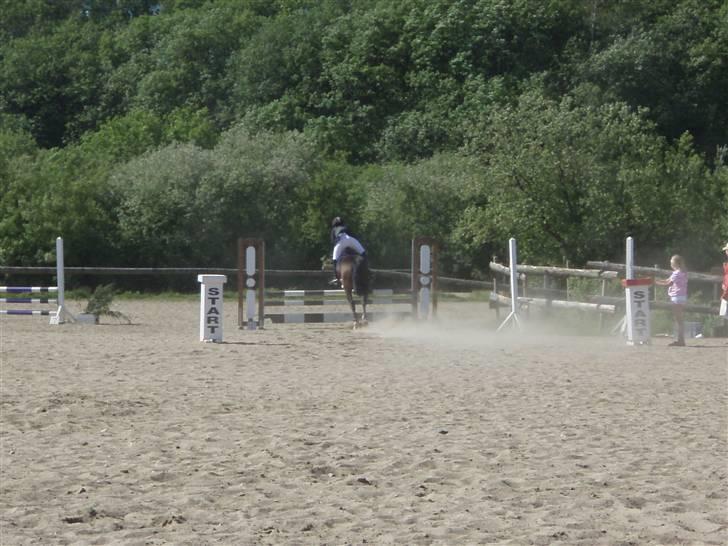 Welsh Cob (sec D)  Dancer *SOLGT* billede 12