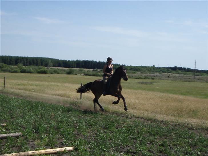 Welsh Cob (sec D)  Dancer *SOLGT* - fri galop. :) billede 13