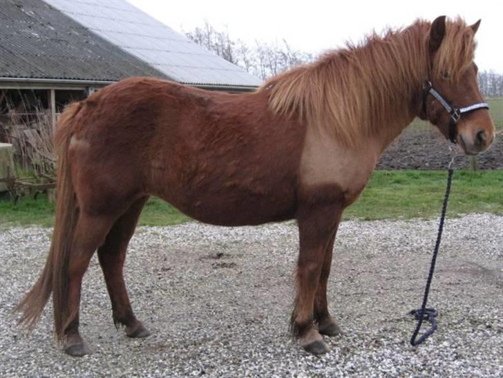 Islænder Táta fra Tyrevoldsdal - April 2008, hun fik en lille klipning fordi hun svedte bare af at skridte en tur eller stå i stalden. billede 6