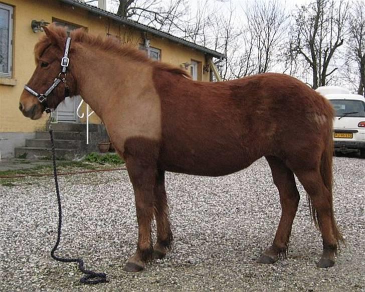 Islænder Táta fra Tyrevoldsdal - April 2008, smuk og dejlig ;-) billede 7